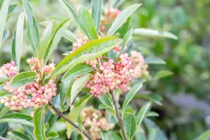Viburnum nudum 'Pink Beauty' - 30-40 CM C3.5 - image 2