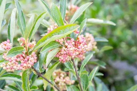 Viburnum nudum 'Pink Beauty' - 100-125 CM C35 - image 2