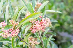 Viburnum nudum 'Pink Beauty' - 100-125 CM C35 - image 2
