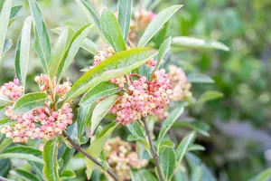 Viburnum nudum 'Pink Beauty' - 60-80 CM C12 - image 2
