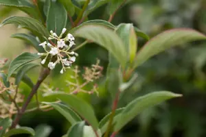 Viburnum odoratissimum