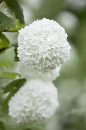 Viburnum opulus - 3 Ltr pot - image 4