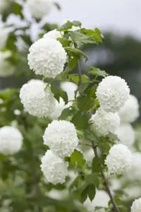 Viburnum opulus - 3 Ltr pot - image 5