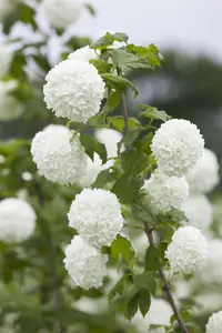 Viburnum opulus - 10 Ltr pot - image 5
