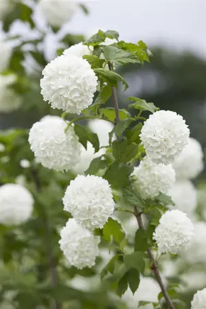 Viburnum opulus - 30-40 CM C3 - image 5