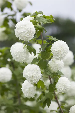 Viburnum opulus - 60-80 CM C3 - image 4