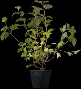 Viburnum opulus