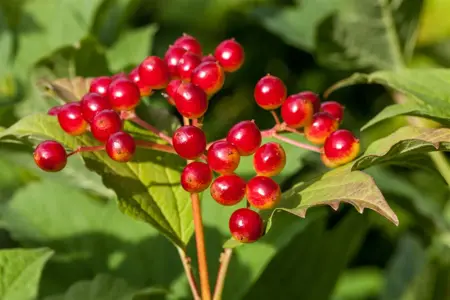 Viburnum opulus - 3 Ltr pot - image 2