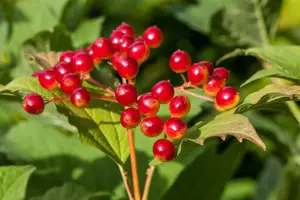 Viburnum opulus - 3 Ltr pot - image 2