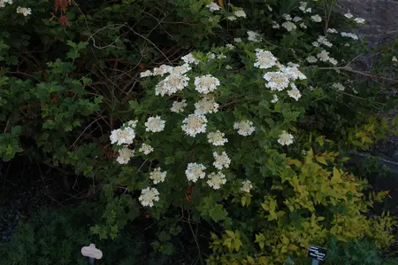 Viburnum opulus - 60-80 CM C3 - image 5