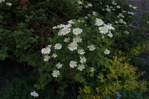 Viburnum opulus - 60-80 CM C3 - image 5