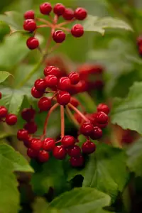 Viburnum opulus 'Compactum' - 1/2 STDS C10 - image 2