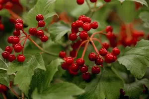 Viburnum opulus 'Compactum' - 1/2 STDS C10 - image 5