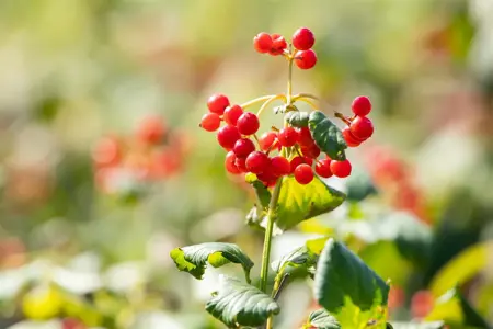 Viburnum opulus 'Compactum' - 1/2 STDS C10 - image 3