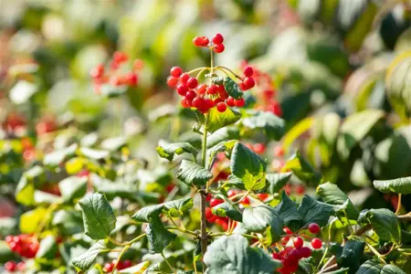 Viburnum opulus 'Compactum' - 1/2 STDS C10 - image 4