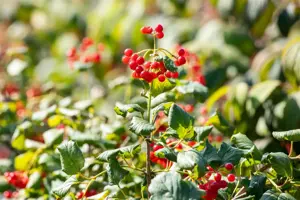 Viburnum opulus 'Compactum' - 1/2 STDS C10 - image 4