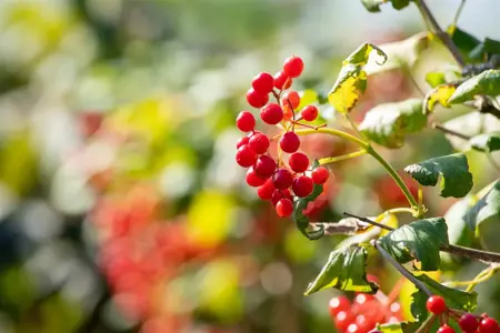 Viburnum opulus 'Compactum' - 1/2 STDS C10 - image 5