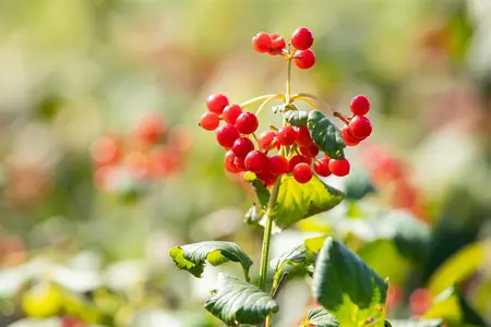 Viburnum opulus 'Compactum' - LINERS 18 CEL TRAY P9 SIZE - image 3