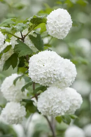 Viburnum opulus 'Roseum' - 60-80 CM C3 - image 5