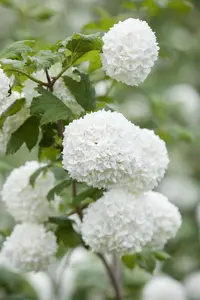 Viburnum opulus 'Roseum' - 60-80 CM C3 - image 5