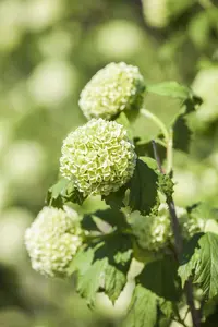 Viburnum opulus 'Roseum' - 7.5 Ltr pot - image 2