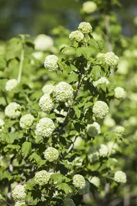 Viburnum opulus 'Roseum' - 7.5 Ltr pot - image 3