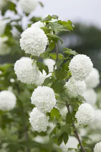 Viburnum opulus 'Roseum' - 7.5 Ltr pot - image 4