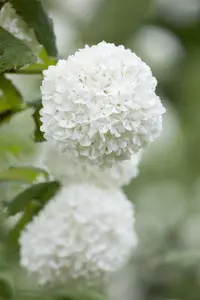 Viburnum opulus 'Roseum' - 7.5 Ltr pot - image 5