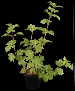 Viburnum opulus 'Roseum' - 60-80 CM C2 - image 1