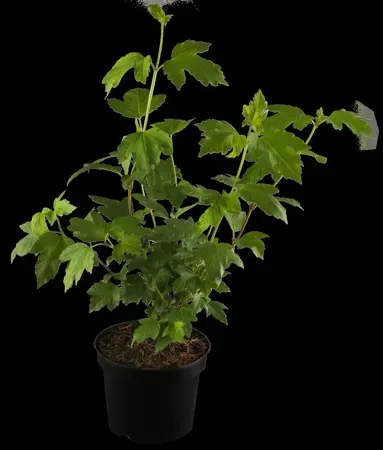 Viburnum opulus 'Roseum' - 60-80 CM C5 - image 2