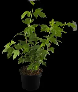 Viburnum opulus 'Roseum' - 125-150 CM C25 - image 2
