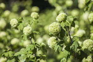 Viburnum opulus 'Roseum' - 7.5 Ltr pot - image 1