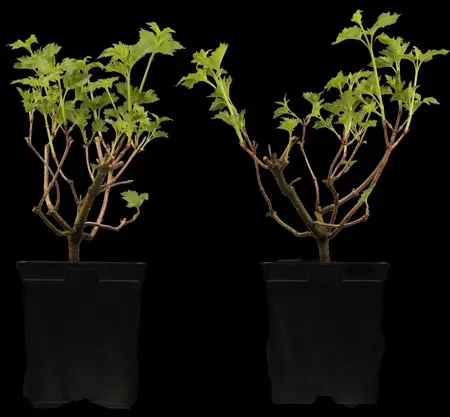 Viburnum opulus 'Roseum' - 175-200 CM RB - image 4