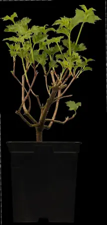 Viburnum opulus 'Roseum' - 60-80 CM C2 - image 3