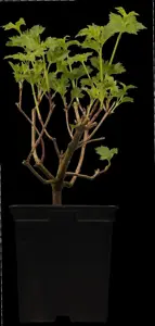 Viburnum opulus 'Roseum' - 150-175 CM RB - image 3