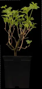 Viburnum opulus 'Roseum' - 30-40 CM C2.5 - image 3
