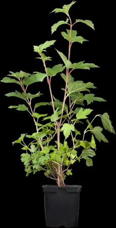Viburnum opulus 'Roseum' - 60-80 CM C2 - image 5