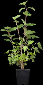 Viburnum opulus 'Roseum' - 60-80 CM C2 - image 5