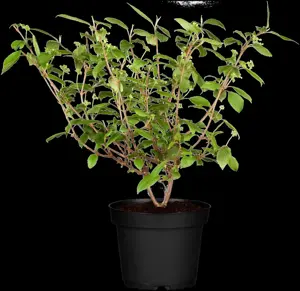 Viburnum plic. 'Cascade' - 40-50 CM C3