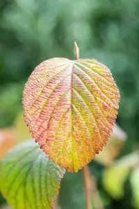 Viburnum plic. 'Grandiflorum' - 50-60 CM RB - image 3