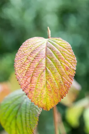 Viburnum plic. 'Grandiflorum' - 80-100 CM C10 - image 3