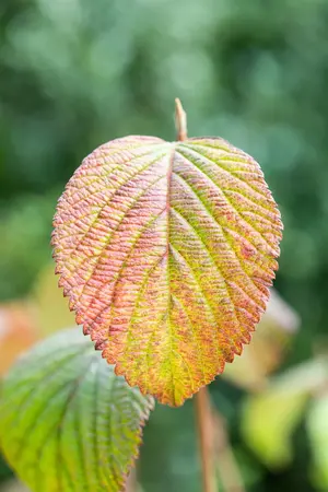 Viburnum plic. 'Grandiflorum' - 30-40 CM C5 - image 3