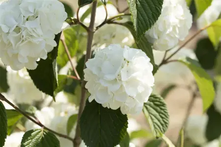 Viburnum plic. 'Grandiflorum' - 30-40 CM C3 - image 1