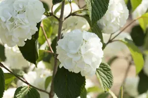 Viburnum plic. 'Grandiflorum'