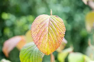 Viburnum plic. 'Grandiflorum' - 80-100 CM C10 - image 2
