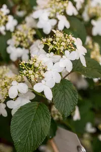 Viburnum plic. 'Kilimandjaro' - 10 Ltr pot - image 5