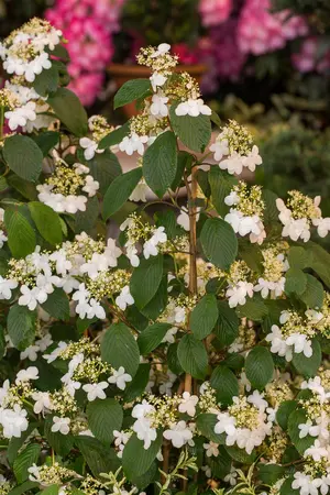 Viburnum plic. 'Kilimandjaro' - LINERS 18 CEL TRAY P9 SIZE - image 5