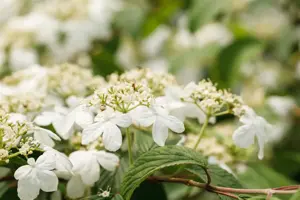 Viburnum plic. 'Kilimandjaro' - 40-60 CM C4 - image 2