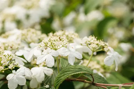 Viburnum plic. 'Kilimandjaro' - 100-125 CM C10 - image 2