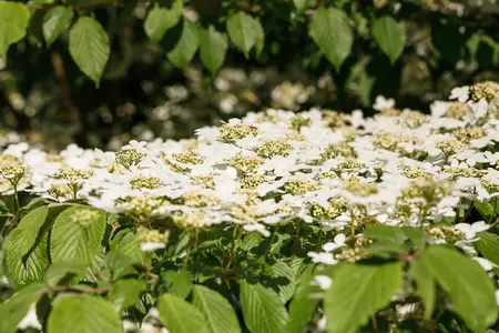 Viburnum plic. 'Kilimandjaro' - 10 Ltr pot - image 3